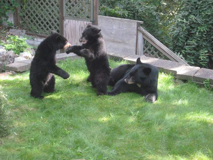Bears play in a Coquitlam backyard on Sept. 19, 2013.