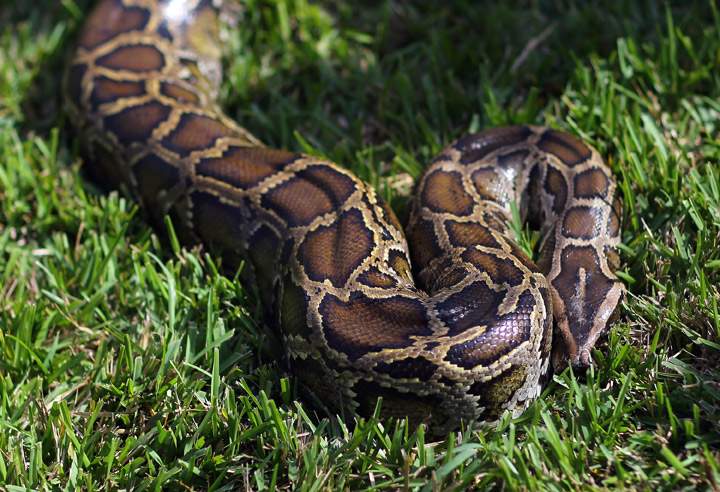 Burmese python