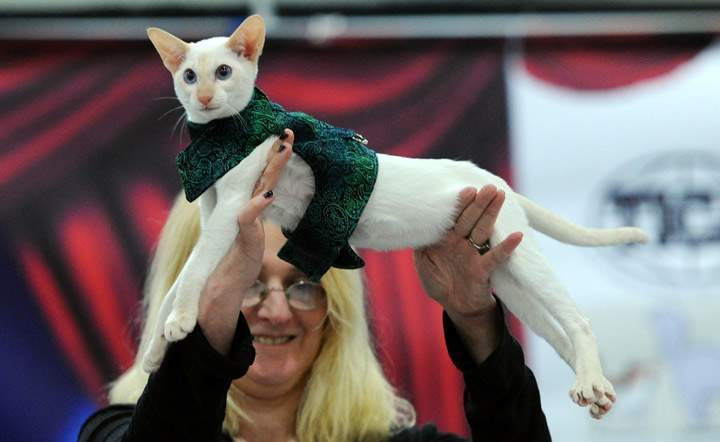 This cat with its elegant scarf. Or sweater. Or a combined version of the two…swarf? We cannot tell: