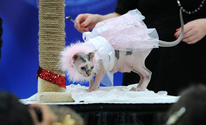 This cat with its tutu: