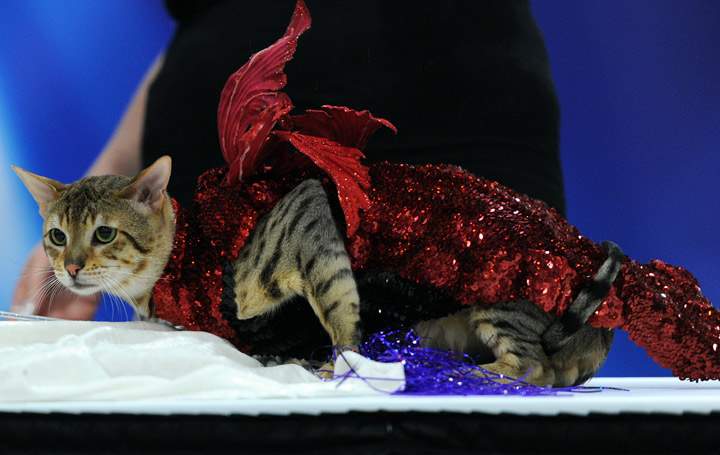9 photos of dogs and cats with better fashion sense than you - image
