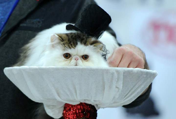 This cat with its chapeau: 