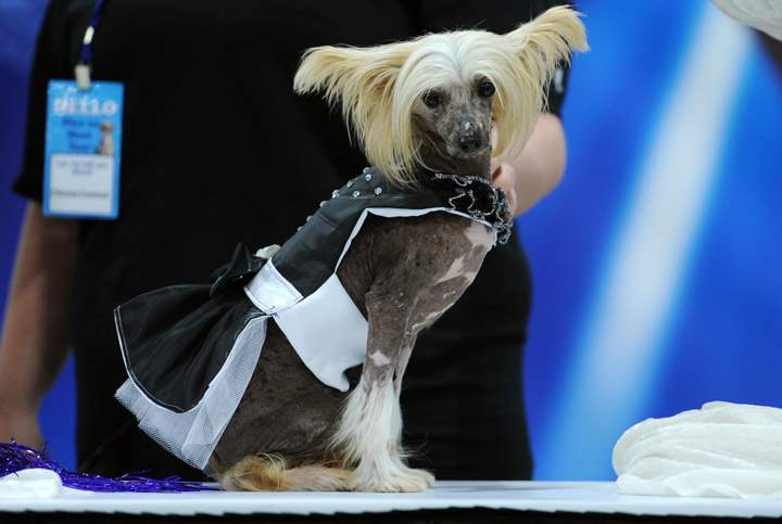 This dog with its outfit made for cleaning: