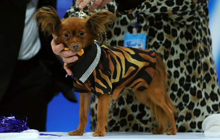 This dog with its fancy collar: