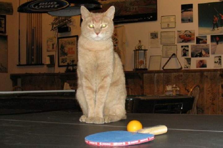 Stubbs, the honorary mayor of Talkeetna, Alaska.