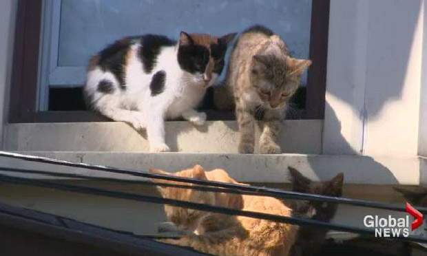 Pierre Filiatreault, also known as the Catman, has special permission from the Defence Department to maintain several cat shelters at the yard