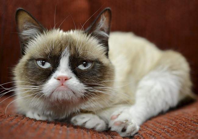 Cheer up Tardar Sauce, you're rich! Grumpy Cat, the frown-faced Internet sensation, has made nearly $100 million for its owner in just two years.