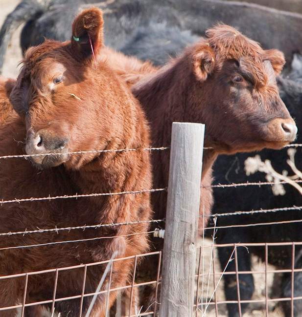 Federal Agriculture Minister confident BSE impact will be temporary - image