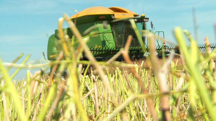 The Canadian Wheat Board says it is a bumper crop on the Prairies this year and there's no two ways about it.