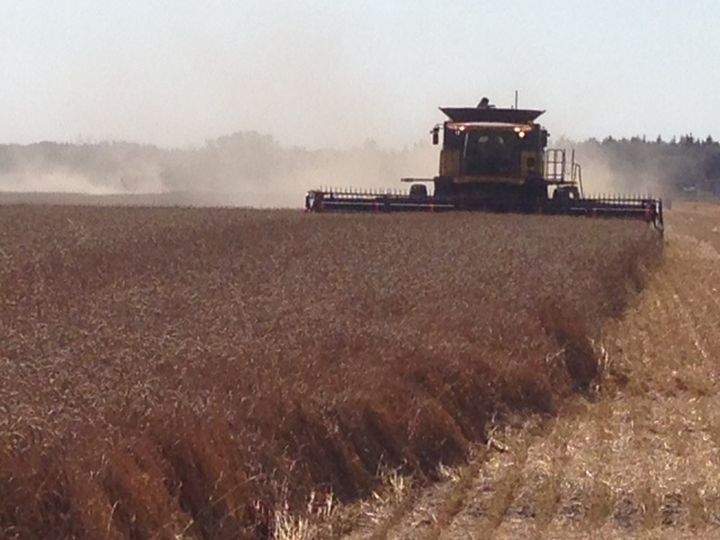 Frost, cool weather and rain delay the 2014 Saskatchewan harvest, pushing it behind the five-year average.