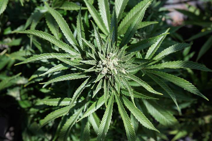 Health Canada awards Saskatchewan-based company first licences to grow medical pot under new rules.