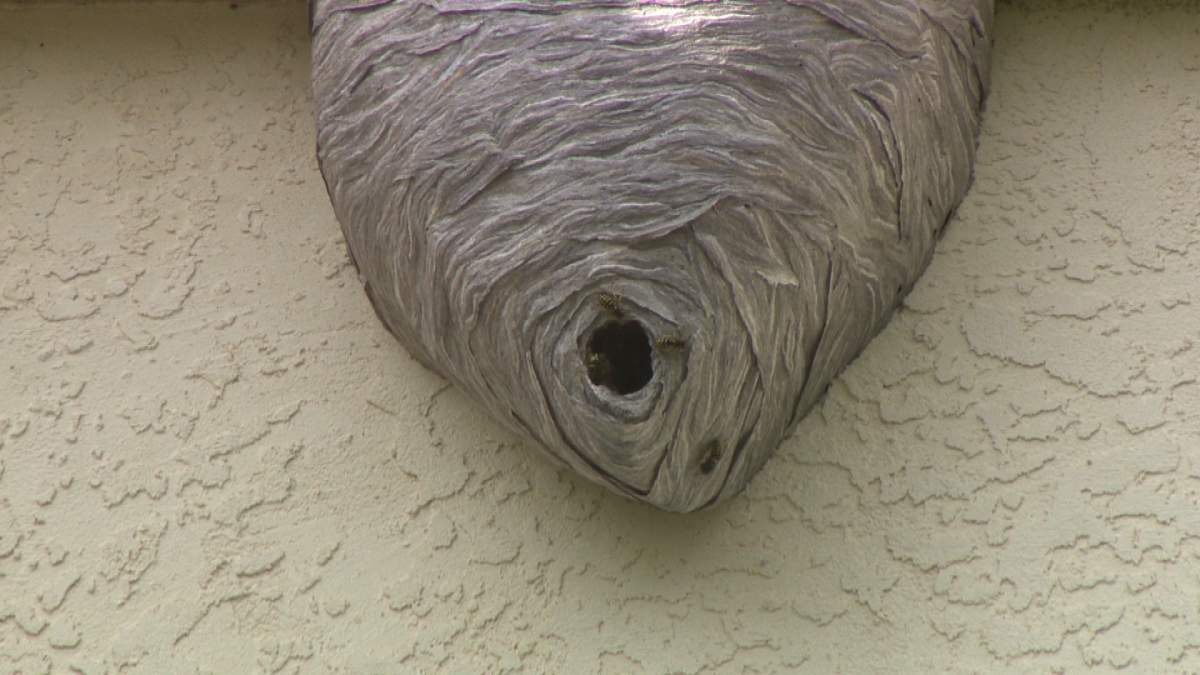 Wasp nest.