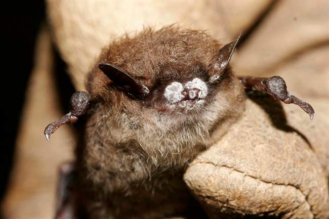 An October 2008 file photo provided by the New York Department of Environmental Conservation shows a little brown bat suffering from white-nose syndrome.