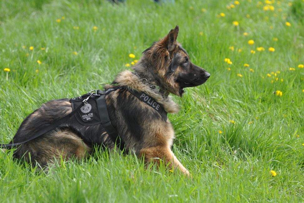 Edmonton Police Canine Unit fetes fallen dog Quanto - image