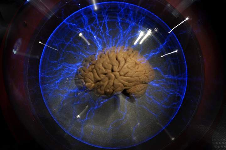 A human brain displayed inside a glass box, as part of an interactive exhbition 'Brain: a world inside your head', in Sao Paulo, Brazil, on August 21, 2009. 