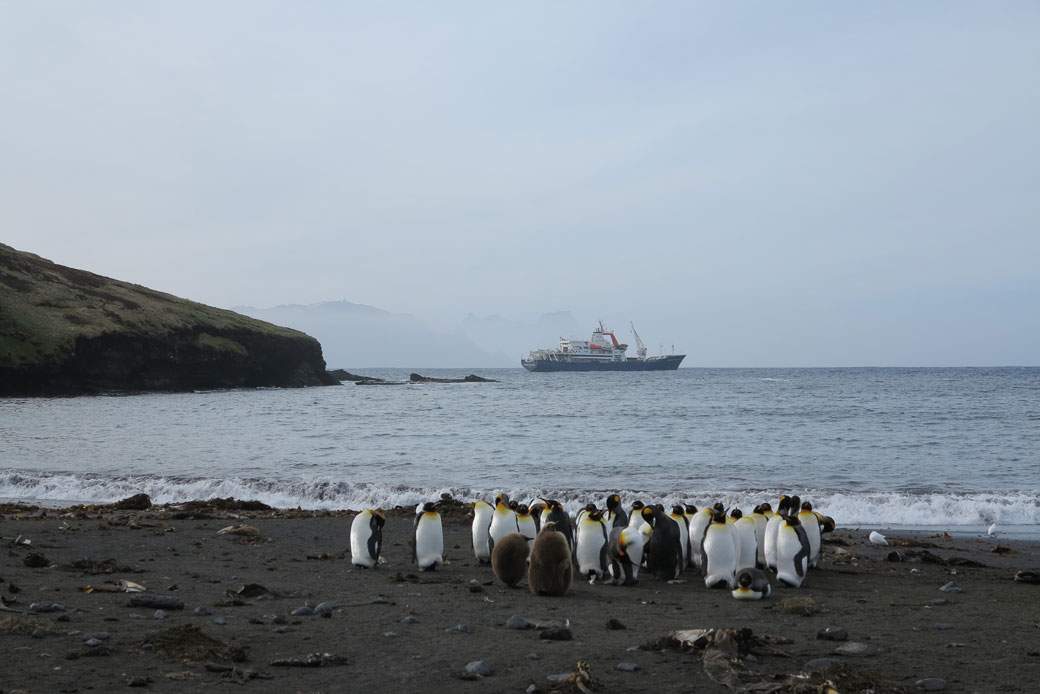 Penguins watch a boat off the coast of Antarctica.
