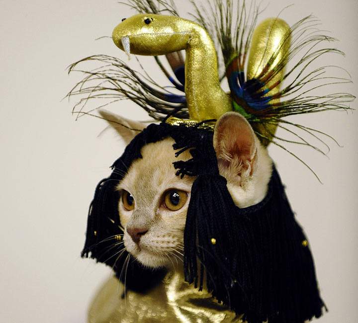 Peanutter the cat dressed up as Cleopatra. Sassy. (Photo credit: TIMOTHY A. CLARY/AFP/Getty Images)
