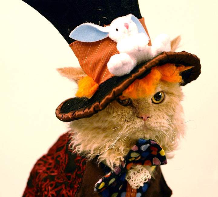 A fancy cat dressed as the Mad Hatter, well now I’ve seen everything. (Photo credit: TIMOTHY A. CLARY/AFP/Getty Images)