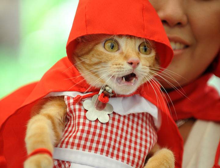 Rue the cat is dressed up as Little Red Riding Hood for Halloween.
