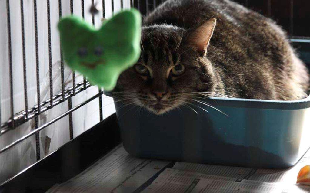 77 cats rescued montreal