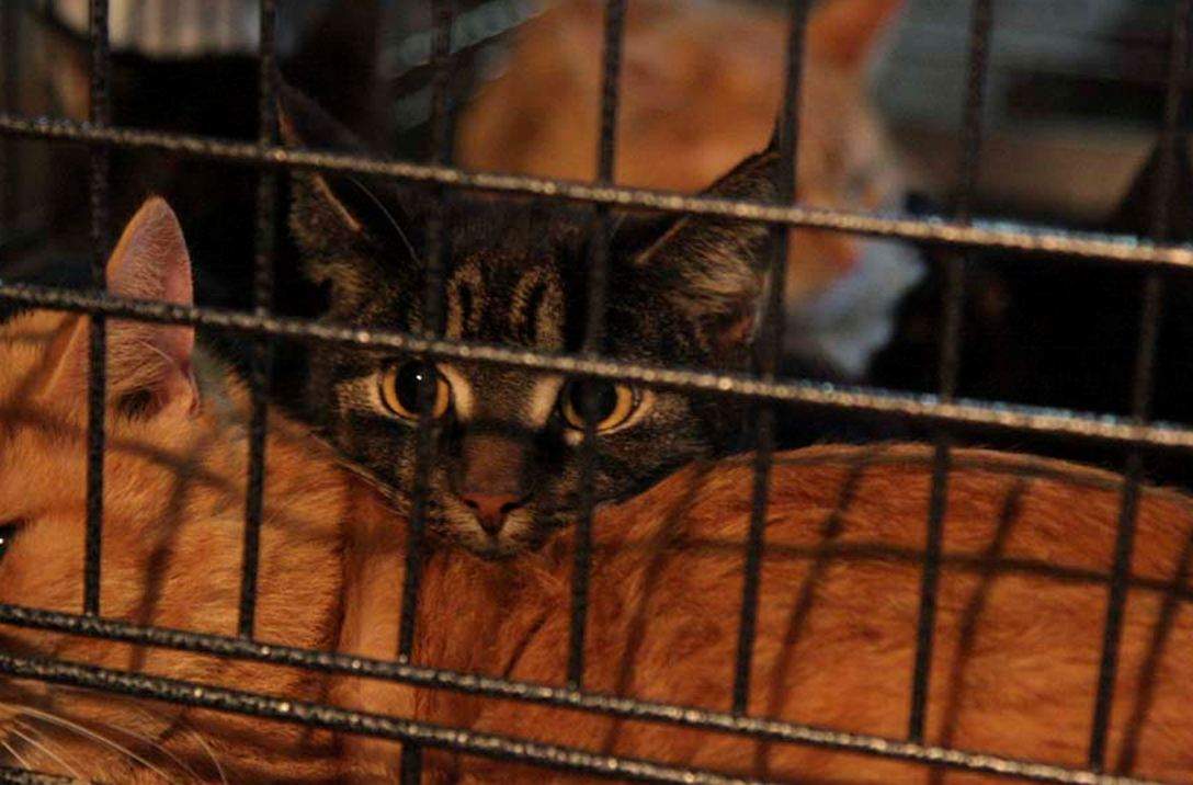 77 cats rescued montreal