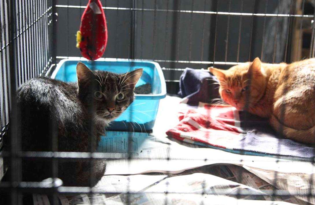77 cats rescued montreal