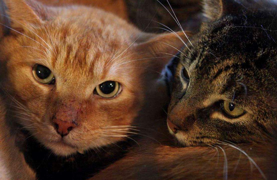 77 cats rescued montreal