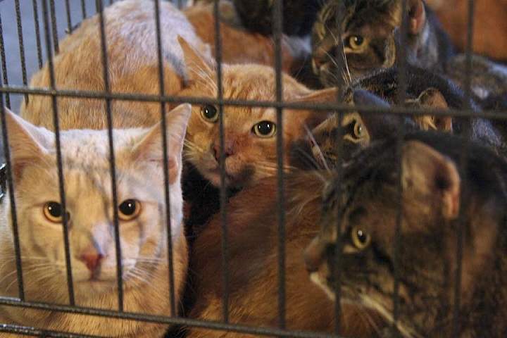 77 cats