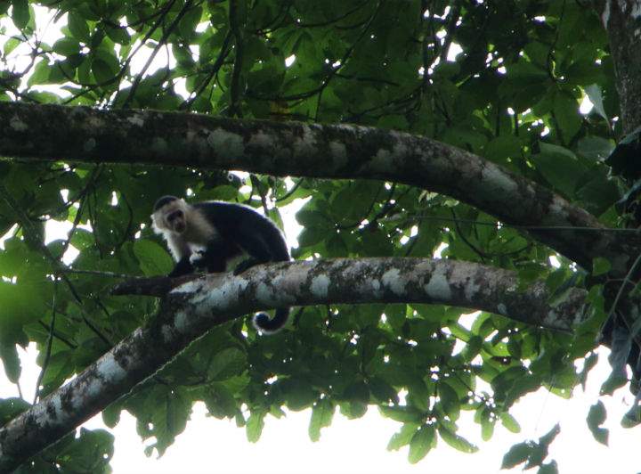 Getting an up close and personal look at wildlife is a common occurrence for  Costa Ricans who live so in tune with nature they see any threat to their wilderness as a personal insult and perhaps even a global menace.