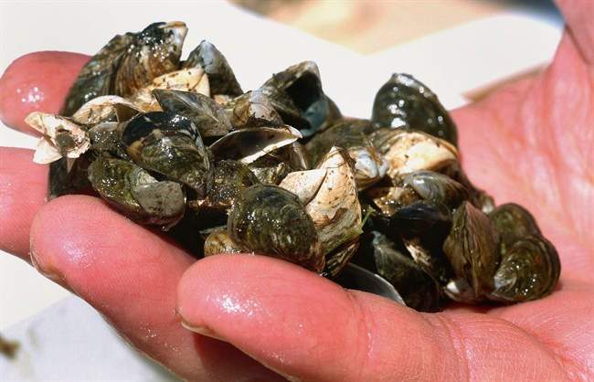 A cluster of zebra mussels that were taken from Lake Michigan in 2007.