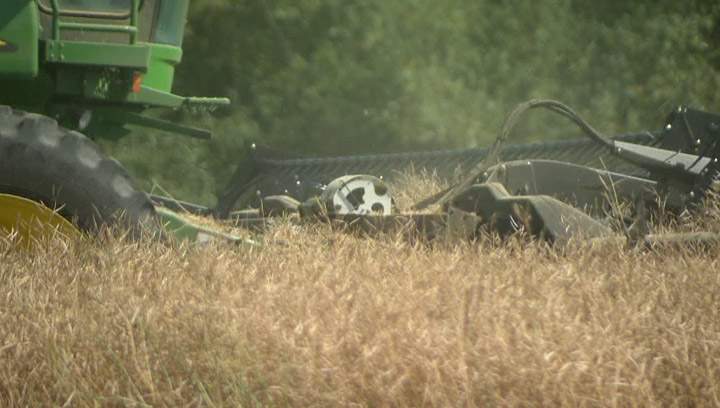 Rain slows down 2013 harvest, 79 per cent now combined across the province.