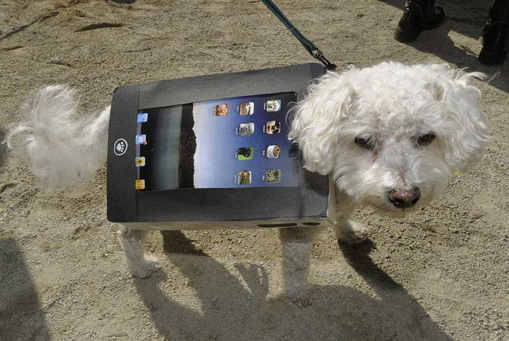 Meet Oscar the tech-savvy Bichon. (Photo credit: TIMOTHY A. CLARY/AFP/Getty Images)
