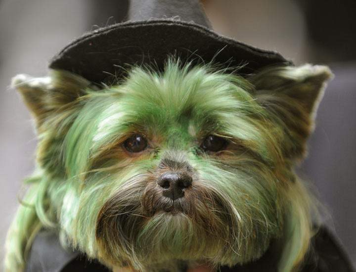 Petey, the Yorkshire Terrier, dressed up as the Wicked Witch. Classic. (Photo credit: TIMOTHY A. CLARY/AFP/Getty Images)