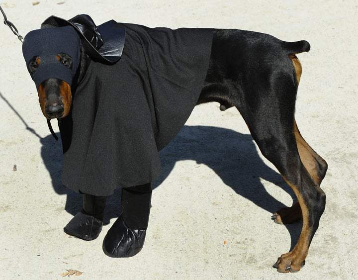 It’s Zorro to the rescue. No, wait. It’s a dog. (Photo credit: TIMOTHY A. CLARY/AFP/Getty Images)