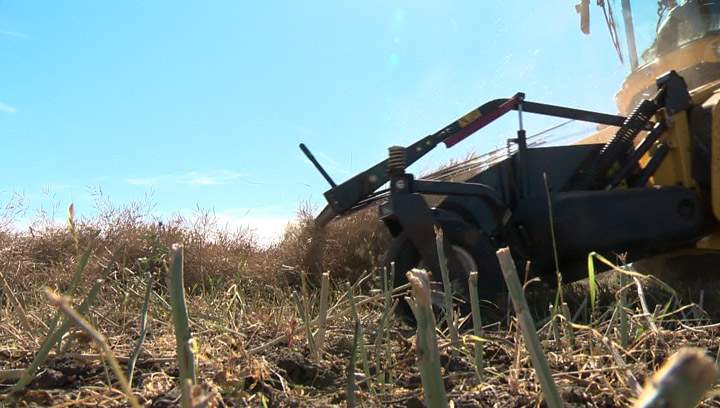 Ninety-seven percent of the 2013 crop combined, ahead of the five-year average.