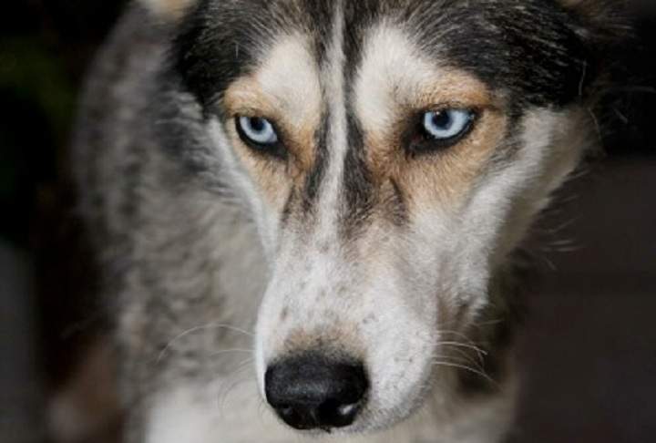 spca rescue