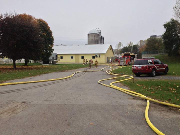 Over 100 cows were saved from death by fire on McGill Campus.