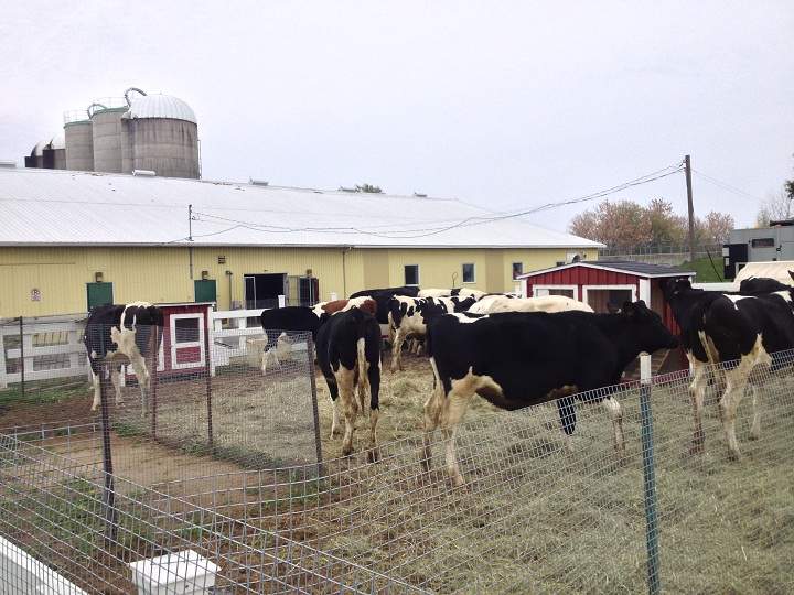 Over 100 cows were saved from death by fire on McGill Campus.
