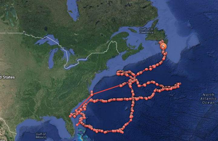 (Lydia’s track since March plotted on Ocearch’s global shark tracker)