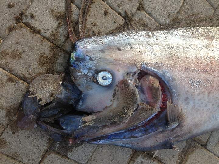 oarfish