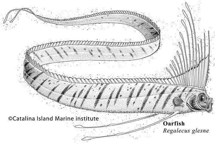oarfish