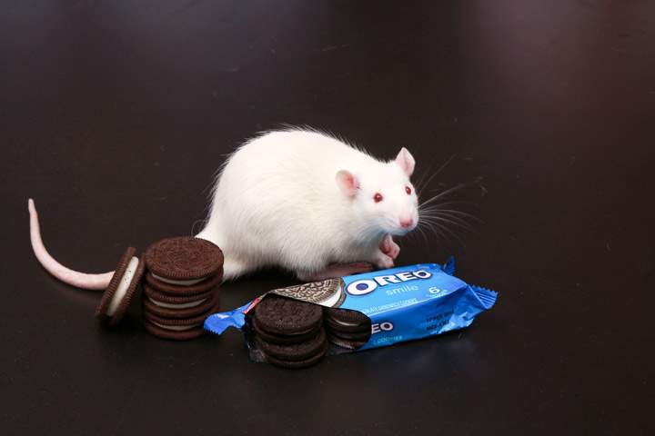 How do lab rats eat Oreos? U.S. study suggests the cookies are as addictive as cocaine - image