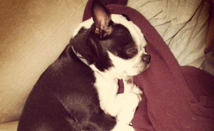 Niyah was killed after escaping from its kennel on an Air Canada flight.