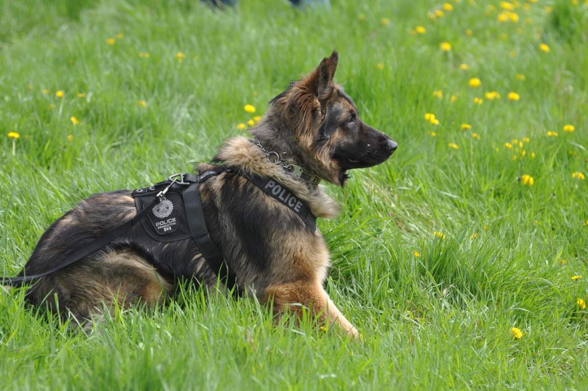 Edmonton police dog killed during pursuit - image