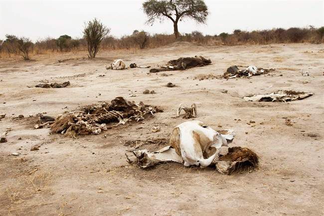 The poaching of elephants in Africa is a continuing problem.
