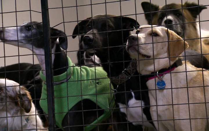 Dogs wait inside enclosures at an SPCA facility.