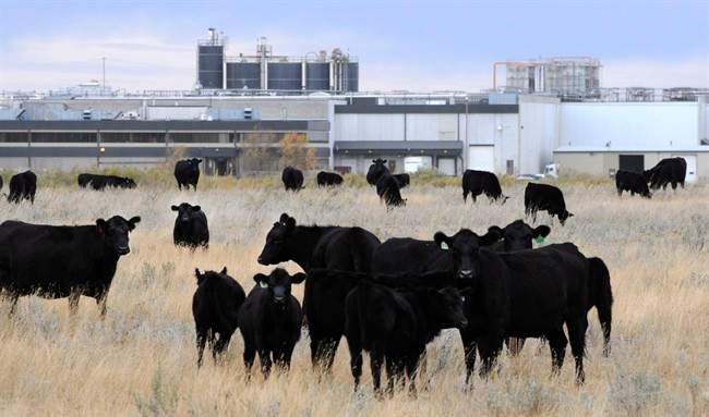 Cattle in pasture beside XL Foods' Lakeside Packers plant at Brooks, Alberta on Oct. 1st, 2012.