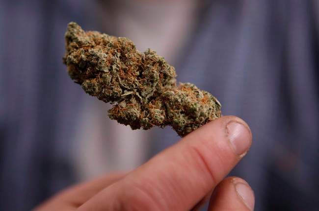 A bud of legally grown marijuana is held by a cancer patient, in Portland, Maine in an Oct.22, 2009 file photo.