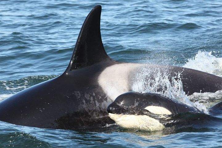Offshore killer whales are off the west coast of Vancouver Island in this undated handout photo. THE CANADIAN PRESS/ HO- Brian Gellis.
