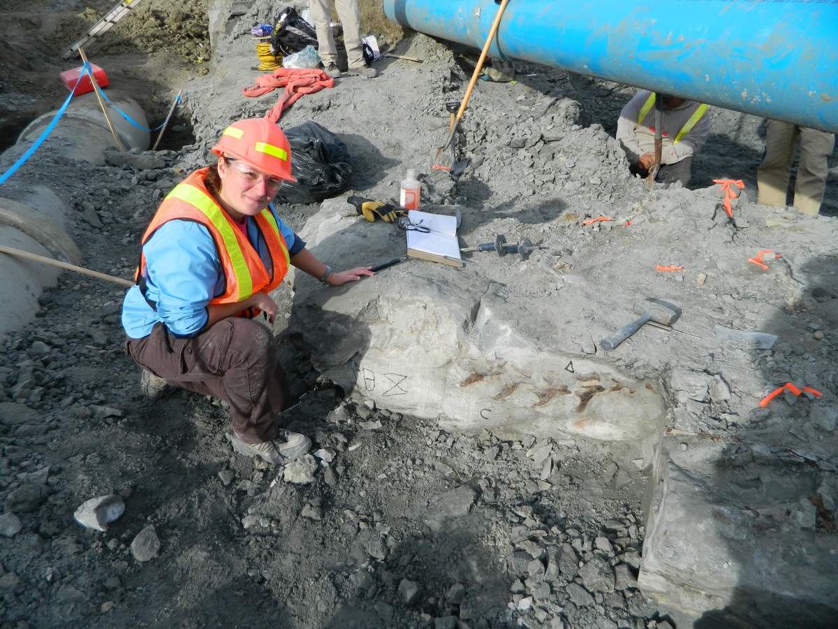 Construction crew discovers dinosaur fossil in Leduc - image